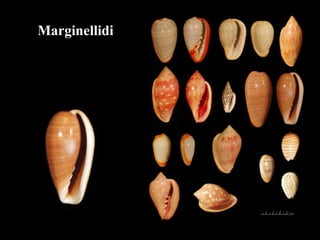 Marginellidi
 