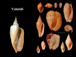 Volutidi
 