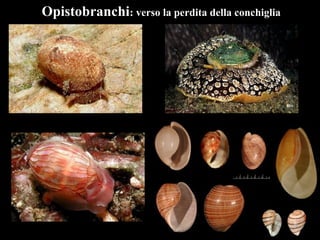 Opistobranchi: verso la perdita della conchiglia
 