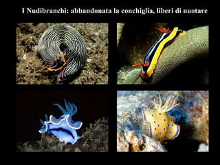 I Nudibranchi: abbandonata la conchiglia, liberi di nuotare
 