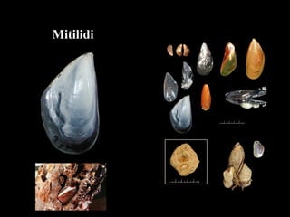 Mitilidi
 