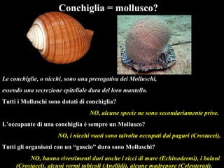 Conchiglia = mollusco?
Le conchiglie, o nicchi, sono una prerogativa dei Molluschi,
essendo una secrezione epiteliale dura del loro mantello.
Tutti i Molluschi sono dotati di conchiglia?
NO, alcune specie ne sono secondariamente prive.
L’occupante di una conchiglia è sempre un Mollusco?
NO, i nicchi vuoti sono talvolta occupati dai paguri (Crostacei).
Tutti gli organismi con un “guscio” duro sono Molluschi?
NO, hanno rivestimenti duri anche i ricci di mare (Echinodermi), i balani
(Crostacei), alcuni vermi tubicoli (Anellidi), alcune madrepore (Celenterati).
 