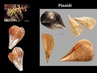 Pinnidi
 