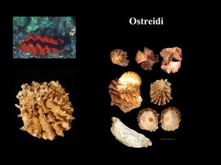 Ostreidi
 