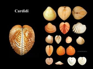Cardidi
 