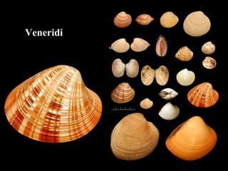 Veneridi
 