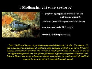 - 1 phylum (gruppo di animali con un
antenato comune!)
- 8 classi (modelli organizzativi di base)
- oltre 130.000 specie note!
- alcune centinaia di famiglie
I Molluschi: chi sono costoro?
Tutti i Molluschi hanno corpo molle a simmetria bilaterale (ciò che c’è a destra, c’è
più o meno anche a sinistra), di solito un capo, un piede ventrale e un sacco dei visceri
dorsale, ricoperto dal mantello che secerne la conchiglia; hanno una bocca, un ano ed
un apparato digerente con una grossa ghiandola digestiva; respirano tramite la cute,
le branchie e/o una sacca polmonare; hanno occupato in successione tutti gli ambienti
acquatici e terrestri ad esclusione delle calotte polari.
 