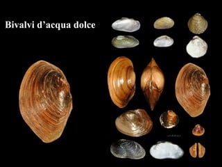 Bivalvi d’acqua dolce
 