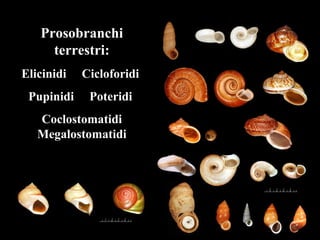 Prosobranchi
terrestri:
Elicinidi Cicloforidi
Pupinidi Poteridi
Coclostomatidi
Megalostomatidi
 