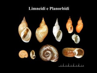 Limneidi e Planorbidi
 