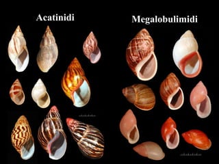 Acatinidi Megalobulimidi
 