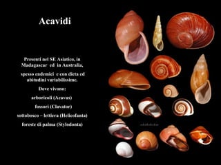 Acavidi
Presenti nel SE Asiatico, in
Madagascar ed in Australia,
spesso endemici e con dieta ed
abitudini variabilissime.
Dove vivono:
arboricoli (Acavus)
fossori (Clavator)
sottobosco – lettiera (Helicofanta)
foreste di palma (Stylodonta)
 