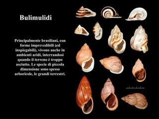 Bulimulidi
Principalmente brasiliani, con
forme imprevedibili (ed
inspiegabili), vivono anche in
ambienti aridi, interrandosi
quando il terreno è troppo
asciutto. Le specie di piccola
dimensione sono spesso
arboricole, le grandi terrestri.
 