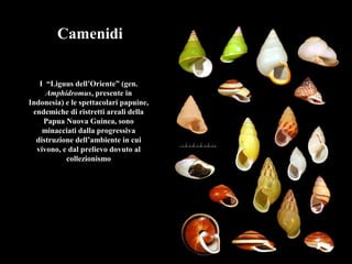 Camenidi
I “Liguus dell’Oriente” (gen.
Amphidromus, presente in
Indonesia) e le spettacolari papuine,
endemiche di ristretti areali della
Papua Nuova Guinea, sono
minacciati dalla progressiva
distruzione dell’ambiente in cui
vivono, e dal prelievo dovuto al
collezionismo
 