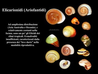Elicarionidi (Ariofantidi)
Ad amplissima distribuzione
(Asia Australia e Oceania), e
relativamente costanti nella
forma, sono un po’ gli Elicidi dei
climi tropicali. Ermafroditi
insufficienti, caratterizzati dalla
presenza dei “love darts” nella
modalità riproduttiva.
 