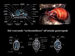 Foto: R. Andreotti
Dal venerando “archeomollusco” all’attuale gasteropode
 