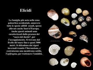Elicidi
La famiglia più nota nella zona
paleartica occidentale, annovera
tutte le specie edibili usuali, spesso
allevate anche fuori d’Europa.
Anche questi animali sono
caratterizzati dalla prsenza del
“sacco del dardo”, per
l’accoppiamento. Si trovano dal
livello del mare fino a quasi 3000
metri. Si difendono dai rigori
invernali tramite l’ibernazione, e
costruiscono una membrana sottile,
l’epifragma, per trattenere l’umidità.
 