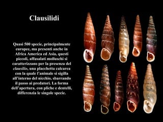 Clausilidi
Quasi 500 specie, principalmente
europee, ma presenti anche in
Africa America ed Asia, questi
piccoli, affusalati molluschi si
caratterizzano per la presenza del
clausilio, una placchetta calcarea
con la quale l’animale si sigilla
all’interno del nicchio, sbarrando
il passo ai predatori. La forma
dell’apertura, con pliche e dentelli,
differenzia le singole specie.
 