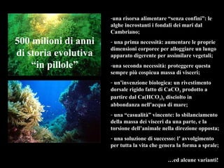 500 milioni di anni
di storia evolutiva
“in pillole”
-una risorsa alimentare “senza confini”: le
alghe incrostanti i fondali dei mari dal
Cambriano;
- una prima necessità: aumentare le proprie
dimensioni corporee per alloggiare un lungo
apparato digerente per assimilare vegetali;
-una seconda necessità: proteggere questa
sempre più cospicua massa di visceri;
- un’invenzione biologica: un rivestimento
dorsale rigido fatto di CaCO3 prodotto a
partire dal Ca(HCO3)2 disciolto in
abbondanza nell’acqua di mare;
- una “casualità” vincente: lo sbilanciamento
della massa dei visceri da una parte, e la
torsione dell’animale nella direzione opposta;
- una soluzione di successo: l’ avvolgimento
per tutta la vita che genera la forma a sprale;
…ed alcune varianti!
 