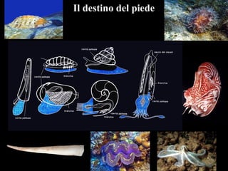 Il destino del piede
 