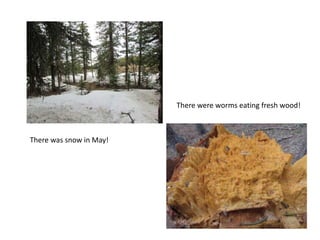 There were worms eating fresh wood!



There was snow in May!
 