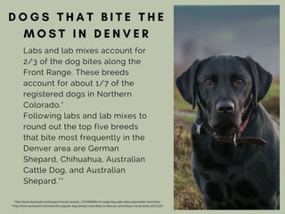 Captivating Denver Dog Bite Attorney Abstract Collection Captivating Denver Dog Bite Attorney Abstract Collection