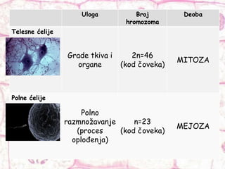Uloga Broj
hromozoma
Deoba
Telesne ćelije
Grade tkiva i
organe
2n=46
(kod čoveka)
MITOZA
Polne ćelije
Polno
razmnožavanje
(proces
oplođenja)
n=23
(kod čoveka)
MEJOZA
 