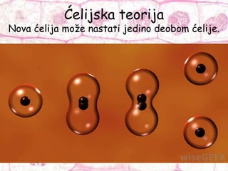 Ćelijska teorija
Nova ćelija može nastati jedino deobom ćelije.
 