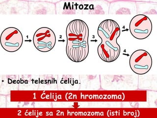 Mitoza
• Deoba telesnih ćelija.
1 Ćelija (2n hromozoma)
2 ćelije sa 2n hromozoma (isti broj)
 