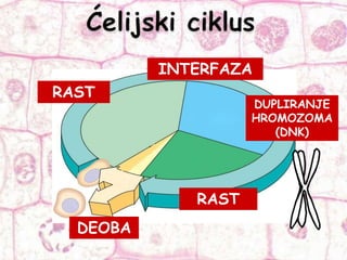 RAST
DEOBA
DUPLIRANJE
HROMOZOMA
(DNK)
RAST
INTERFAZA
 
