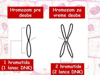 Hromozom pre
deobe
Hromozom za
vreme deobe
1 hromatida
(1 lanac DNK) 2 hromatide
(2 lanca DNK)
 