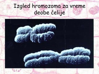 Izgled hromozoma za vreme
deobe ćelije
 