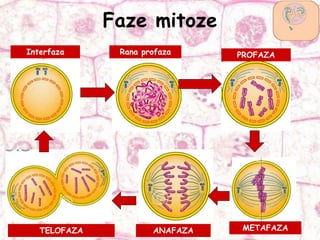 Faze mitoze
PROFAZA
METAFAZAANAFAZATELOFAZA
Interfaza Rana profaza
 