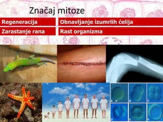 Značaj mitoze
Regeneracija
Zarastanje rana Rast organizma
Obnavljanje izumrlih ćelija
 