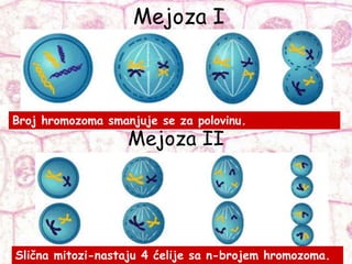Mejoza I
Mejoza II
Broj hromozoma smanjuje se za polovinu.
Slična mitozi-nastaju 4 ćelije sa n-brojem hromozoma.
 