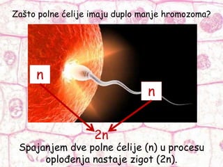 Zašto polne ćelije imaju duplo manje hromozoma?
n
n
2n
Spajanjem dve polne ćelije (n) u procesu
oplođenja nastaje zigot (2n).
 