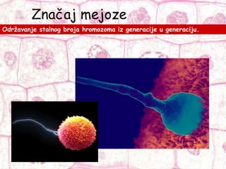 Značaj mejoze
Održavanje stalnog broja hromozoma iz generacije u generaciju.
 