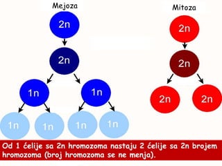 mMejoza Mitoza
Od 1 ćelije sa 2n hromozoma nastaju 4 ćelije sa n brojem
hromozoma (duplo manjim).
Od 1 ćelije sa 2n hromozoma nastaju 2 ćelije sa 2n brojem
hromozoma (broj hromozoma se ne menja).
 
