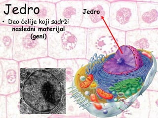 Jedro
• Deo ćelije koji sadrži
nasledni materijal
(geni)
Jedro
 