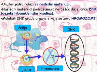 •Unutar jedra nalazi se nasledni materijal.
•Nasledni materijal podrazumeva najčešće duge lance DNK
(dezoksiribonukleinska kiselina).
•Molekuli DNK grade organele koje se zovu HROMOZOMI.
ćelija
jedro hromozom
DNK
 