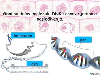 Geni su delovi molekula DNK i osnove jedinice
nasleđivanja.
hromozom
gen
gen
 