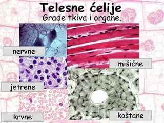 Telesne ćelije
nervne
jetrene
krvne
mišićne
koštane
Grade tkiva i organe.
 