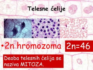 Telesne ćelije
•2n hromozoma 2n=46
Deoba telesnih ćelija se
naziva MITOZA.
 