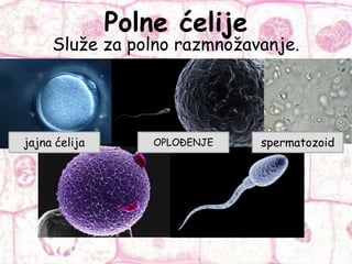 Polne ćelije
Služe za polno razmnožavanje.
jajna ćelija spermatozoidOPLOĐENJE
 