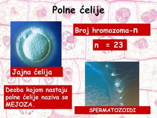 Polne ćelije
Broj hromozoma-n
n = 23
Deoba kojom nastaju
polne ćelije naziva se
MEJOZA.
Jajna ćelija
SPERMATOZOIDI
 