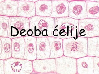 Deoba ćelije
 