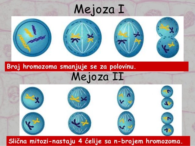Kartkówka Mitoza I Mejoza Klasa 8 Deoba ćelije