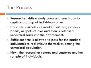The Process
1. Researcher visits a study area and uses traps to
capture a group of individuals alive.
2. Captured animals are marked with tags, collars,
bands, or spots of dye and then is released
unharmed back into the environment.
3. Sufficient time is allowed to pass for the marked
individuals to redistribute themselves among the
unmarked population.
4. Next, the researcher returns and captures another
sample of individuals.
 