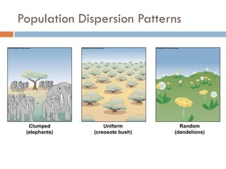 Clumped
(elephants)
Uniform
(creosote bush)
Random
(dandelions)
Population Dispersion Patterns
 