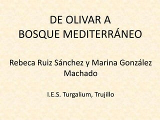 DE OLIVAR A
BOSQUE MEDITERRÁNEO
Rebeca Ruiz Sánchez y Marina González
Machado
I.E.S. Turgalium, Trujillo
 